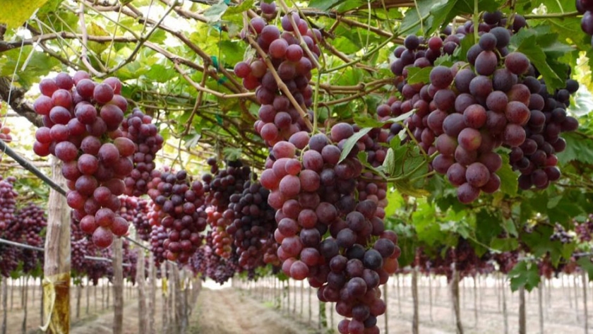Descripción de jornales, activos, cálculo de modelos económicos y productividad de la mano de obra para distintas escalas de producción de uva de mesa sanjuanina de exportación