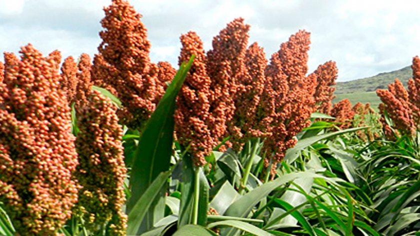 Maizar: balance de 2019 y perspectivas futuras para la cadena del maíz y el sorgo