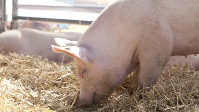 La producción de cerdo creció un 7 % y marcó un máximo histórico para el primer cuatrimestre del año