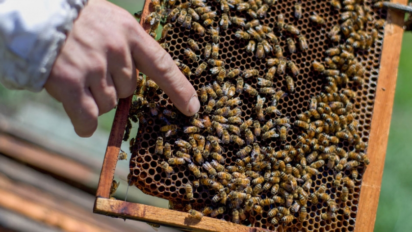 La producción apícola cerca del Titicaca engrandece el trabajo de sus productores