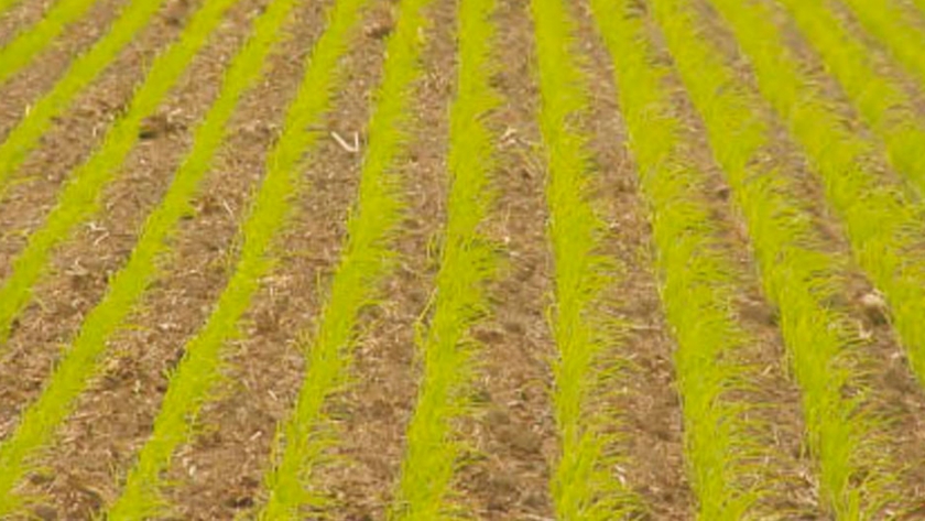 Creció 17% la siembra de arroz en Entre Ríos
