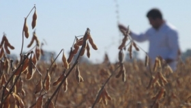 El Gobierno pagará la última compensación a 5.600 productores sojeros