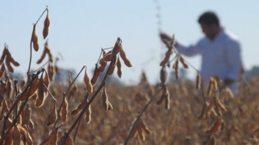 El Gobierno pagará la última compensación a 5.600 productores sojeros