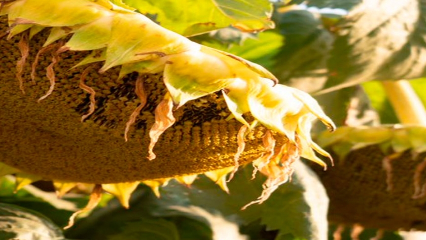 NK muestra su tecnología para girasol en el NEA