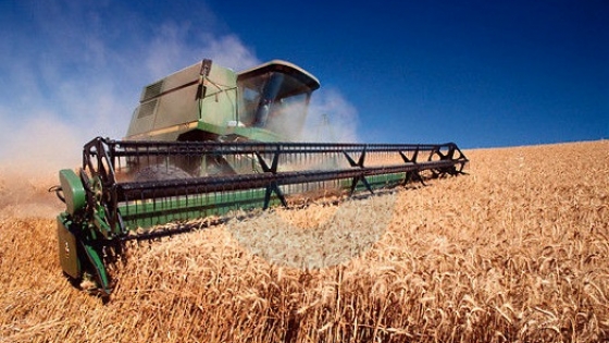 Más trigo: por las buenas cosechas en el sudeste bonaerense suben la estimación