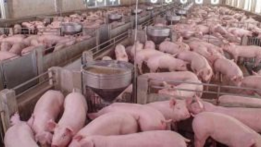 China reducirá casi 15% sus importaciones de carne de cerdo este año