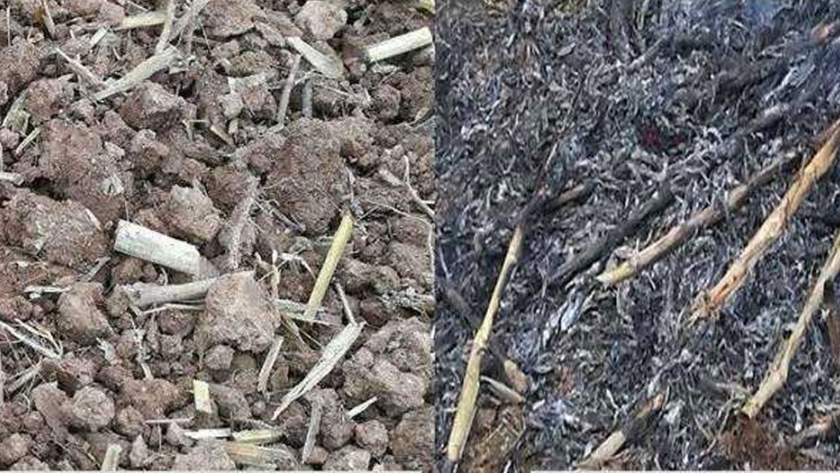Una solución beneficiosa para todos: la paja triturada puede mejorar la fertilidad del suelo y reducir la contaminación