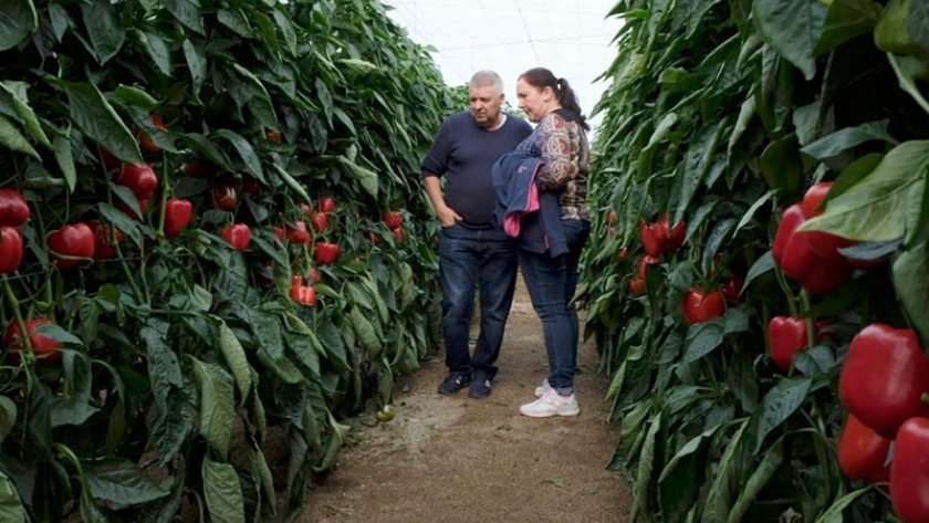 Mayores resistencias por un cultivo del pimiento más sostenible