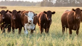Contra la ganadería: prohibición para criar vacas en Alberti 