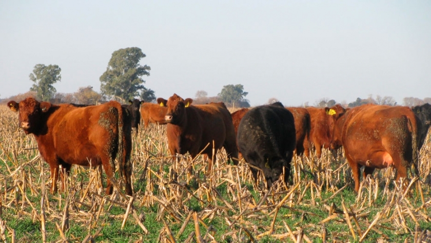 Capacitarán a productores chaqueños en manejo de pasturas y suplementación en bovinos