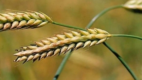 Las lluvias mejoran la situación de la cebada en diferentes zonas productivas del país