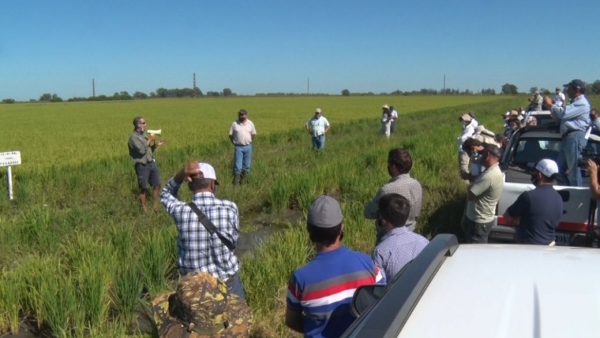 El arroz no tiene techo y le sobra potencial productivo