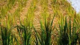 Santa Fe presentará el primer arroz Clearfield doble carolina del país