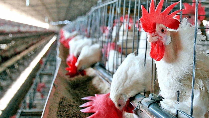 Aves: industria