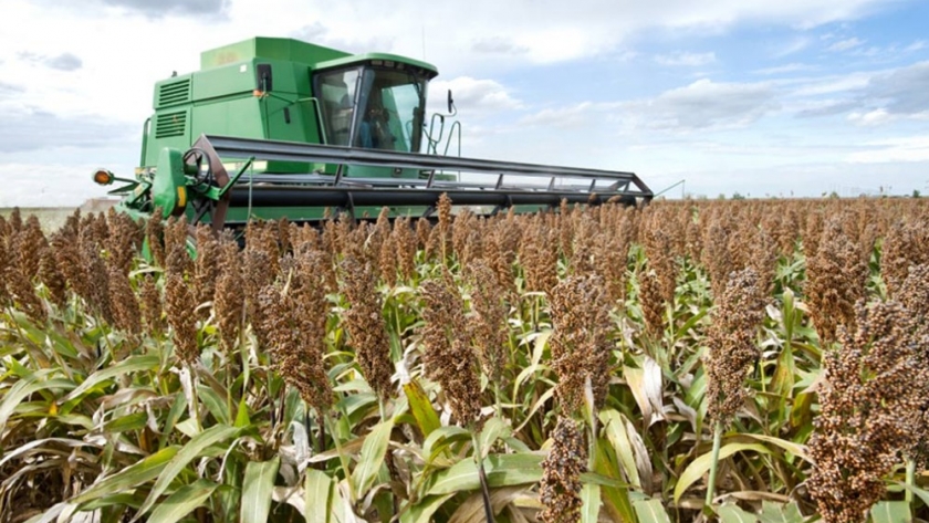 El sorgo aportará 3 millones de toneladas a la cosecha 2021