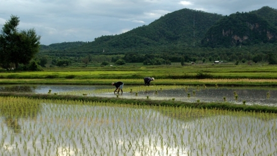 Un maridaje sostenible: Acuicultura y cultivo de arroz unen fuerzas para el futuro