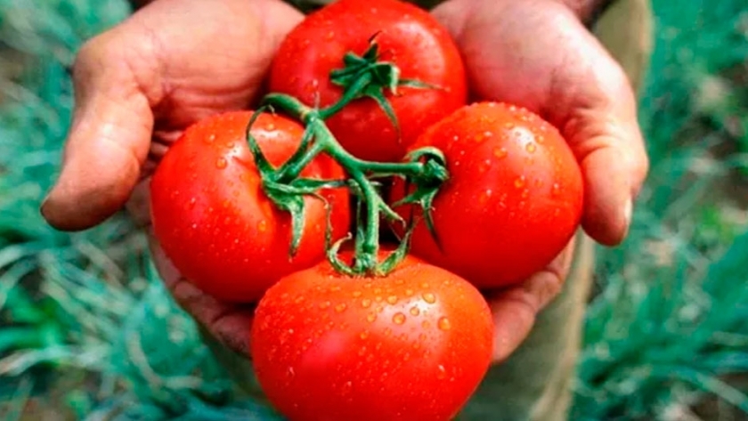 Los tomates de la nueva generación: frescos, inocuos y 4.0