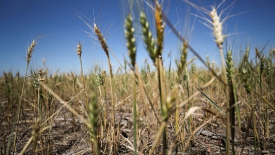 Trigo en pausa y garbanzo en alza: análisis de la siembra invernal 2025/26 en Santiago del Estero