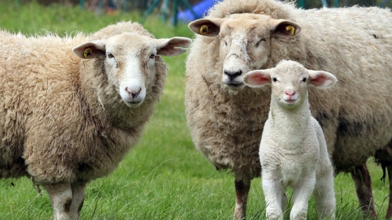 <Australia y Argentina: Unidos por el ovino