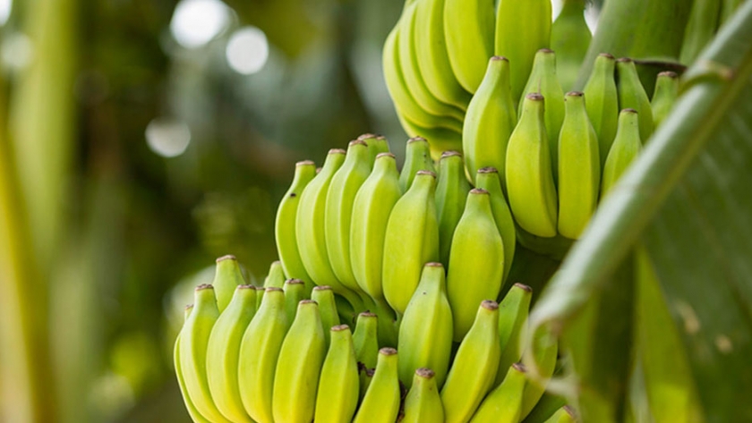 El Banano es un fruto que se produce con auge en Cochabamba