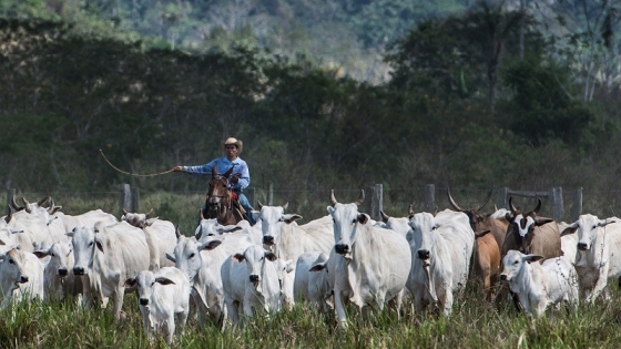Cae el precio de ganado en Brasil y, en Escocia, informaron un caso de vaca loca