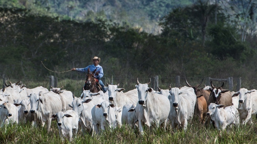 Cae el precio de ganado en Brasil y, en Escocia, informaron un caso de vaca loca