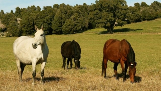 Argentina sigue liderando la exportación de equinos en pie