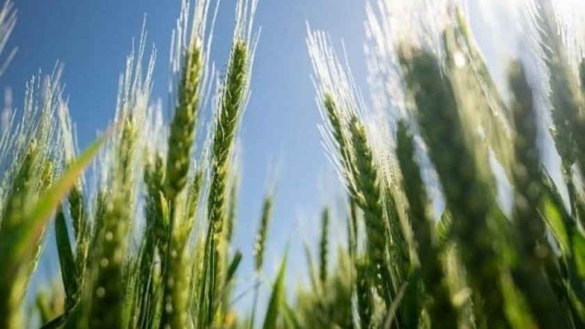 Nitrógeno foliar en hoja bandera: la fertilización directa al rendimiento