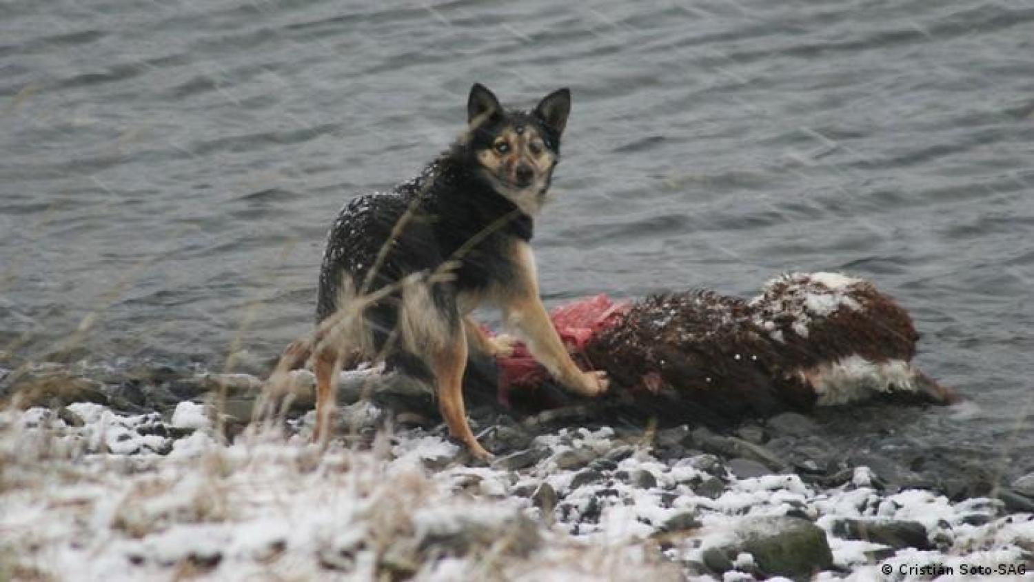 Avance de perros asilvestrados provoca pérdidas masivas y alarma en la ganadería patagónica