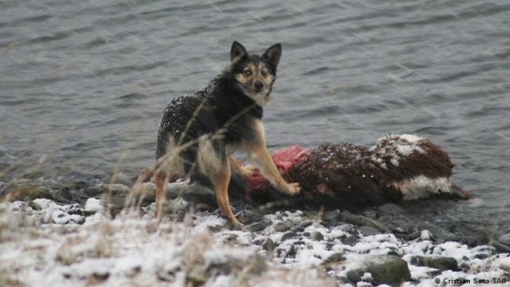 Avance de perros asilvestrados provoca pérdidas masivas y alarma en la ganadería patagónica