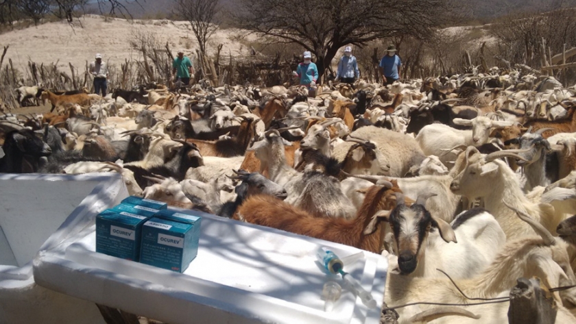 Brucelosis caprina: se entregaron vacunas a la provincia de Catamarca