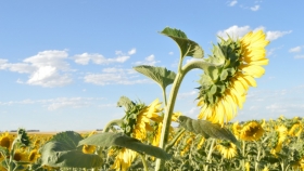 El girasol se expande a nuevos territorios