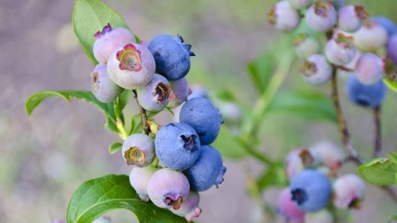 Avance clave en arándanos: identifican estados florales para mejorar cruzamientos