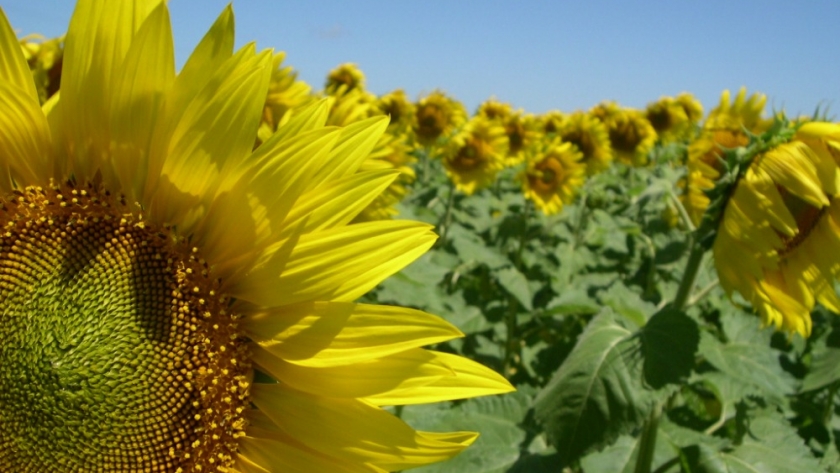Se sembraron 4.950 hectáreas más de girasol que el año pasado