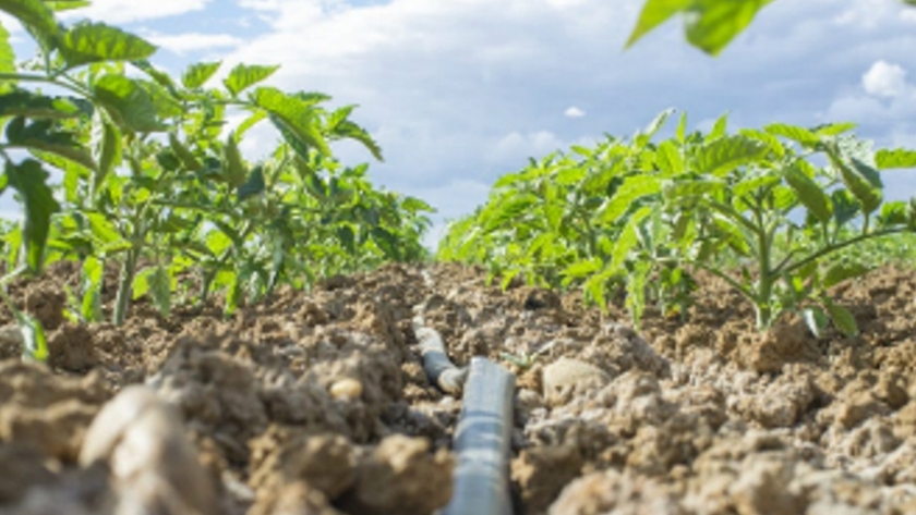 Medidas para garantizar la sostenibilidad de la agricultura mediterránea