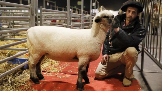 <“Estar en el podio”: viajaron más de 15 horas para llegar con una oveja a la Argentina y cuentan por qué lo hicieron
