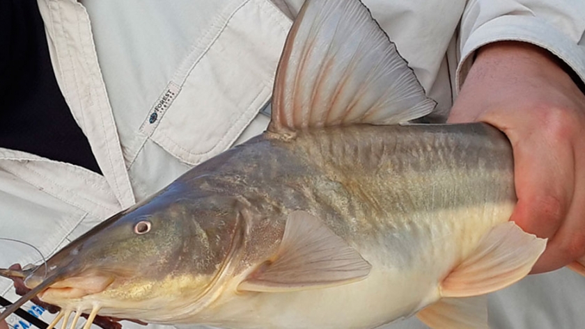 Pesca de Bagre blanco (Pimelodus albicans)