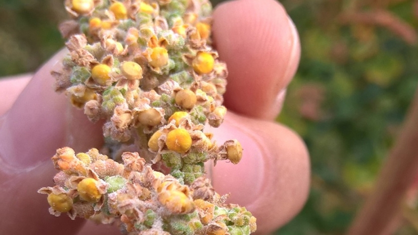 Los Valles Andinos de San Juan tienen potencial para cultivar quinua