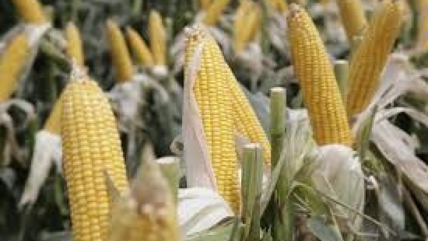 Cosecha histórica: la producción de granos superó las 163 millones de toneladas y marcó un récord para el agro argentino