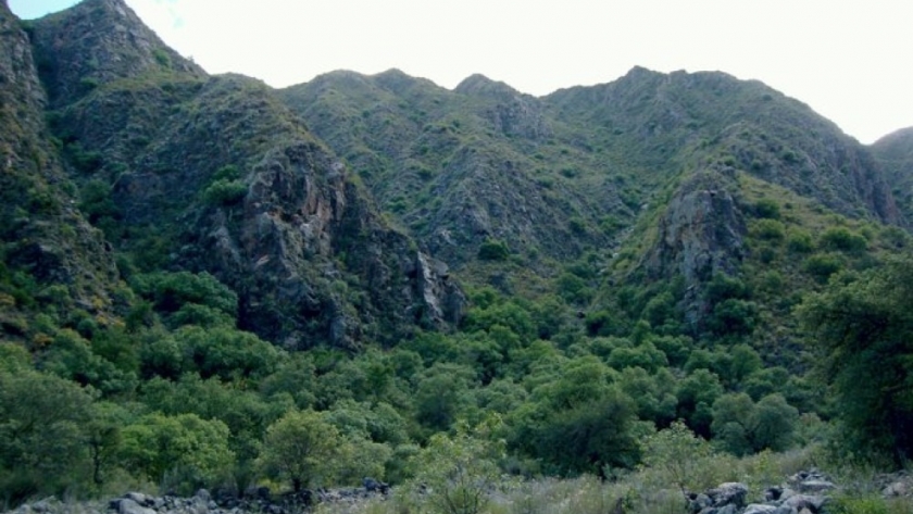 Ambiente convoca a la presentación de proyectos de bosques nativos