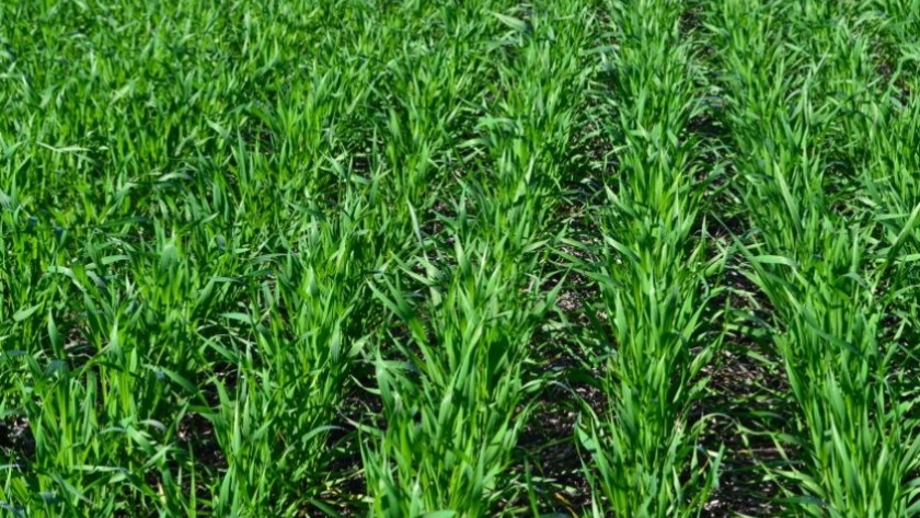 Fertilización: apuntes para potenciar el rinde del trigo