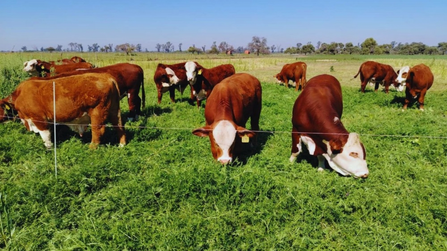 Agronea 2026: el INTA apuesta a los sistemas mixtos para impulsar una producción más sustentable
