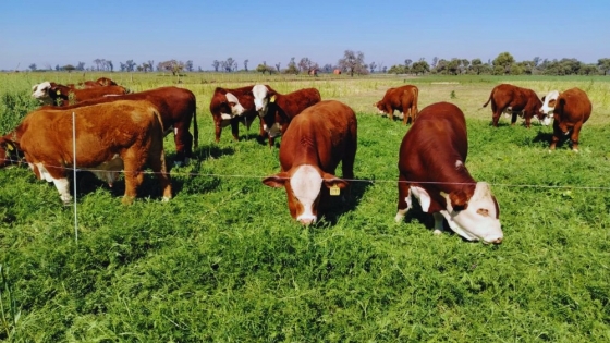 Agronea 2026: el INTA apuesta a los sistemas mixtos para impulsar una producción más sustentable