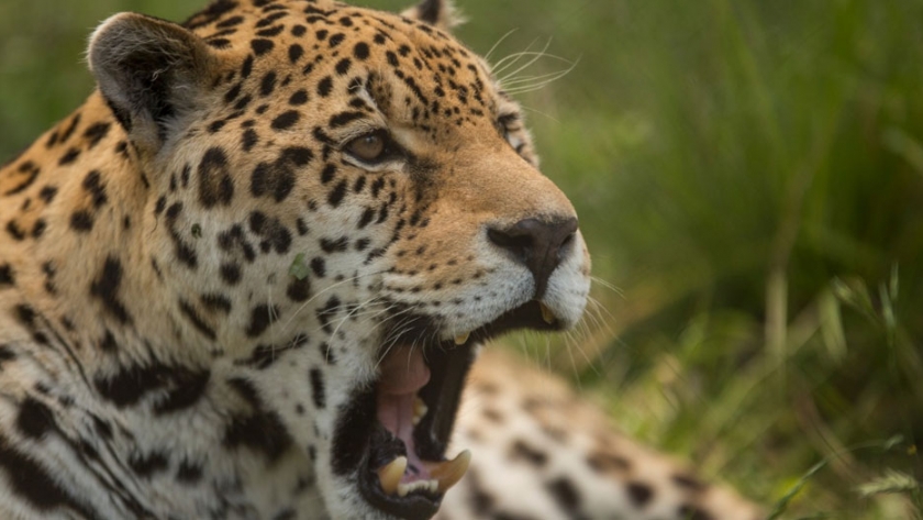 La Brigada de Control Ambiental inspeccionó centros de fauna silvestre en Entre Ríos