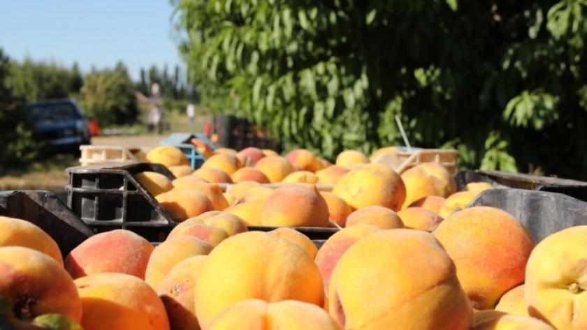 El IDR elaboró informes sobre costos operativos de producción de durazno, ciruela y damasco industria en Mendoza