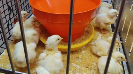 Aves sin antibióticos: el INTA impulsa alternativas naturales para mejorar la producción avícola