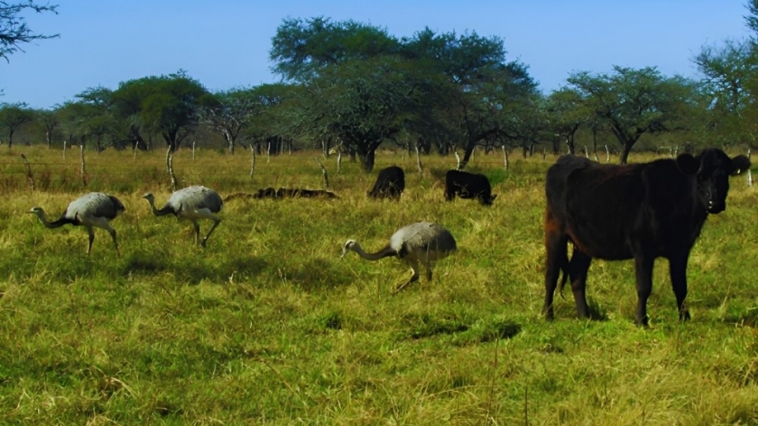 La biodiversidad es esencial para la sostenibilidad de los sistemas productivos