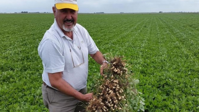 El primer maní resistente al "carbón" ya tiene aval oficial