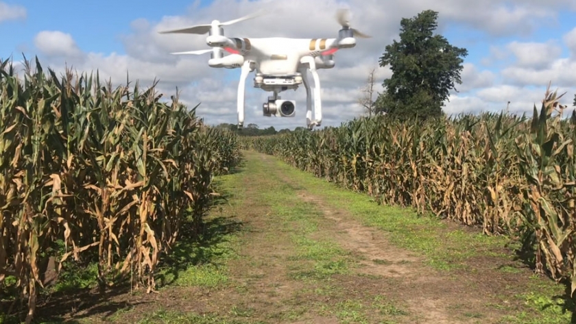 Desarrollan nueva tecnología para aprovechar mejor el pasto
