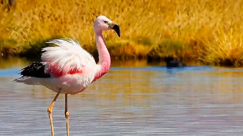 Científicos sudamericanos censarán a especies vulnerables de flamencos de la laguna Mar Chiquita